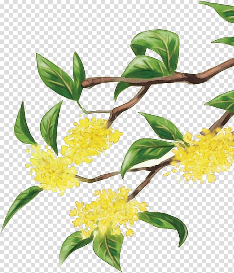 yellow osmanthus transparent background PNG clipart