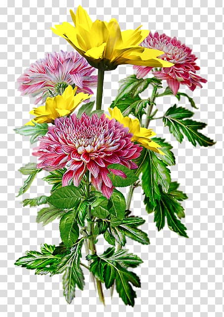 Chrysanthemum Floral design Watercolor painting Drawing, red chrysanthemum transparent background PNG clipart