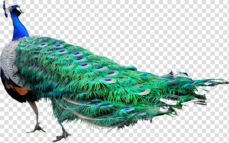 Bird Peafowl Domestic pigeon Animal Pavo, white peacock transparent background PNG clipart
