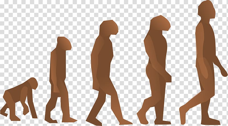 Human evolution Homo sapiens Origen del hombre Natural selection, Biology transparent background PNG clipart