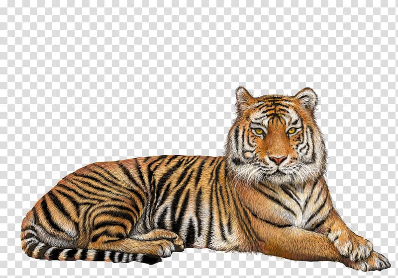 Tiger transparent background PNG clipart