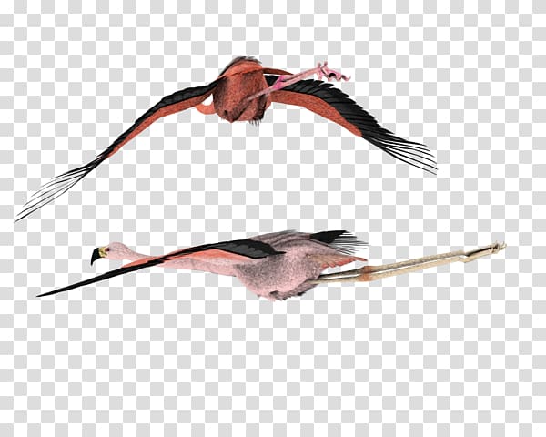 , American Flamingo transparent background PNG clipart