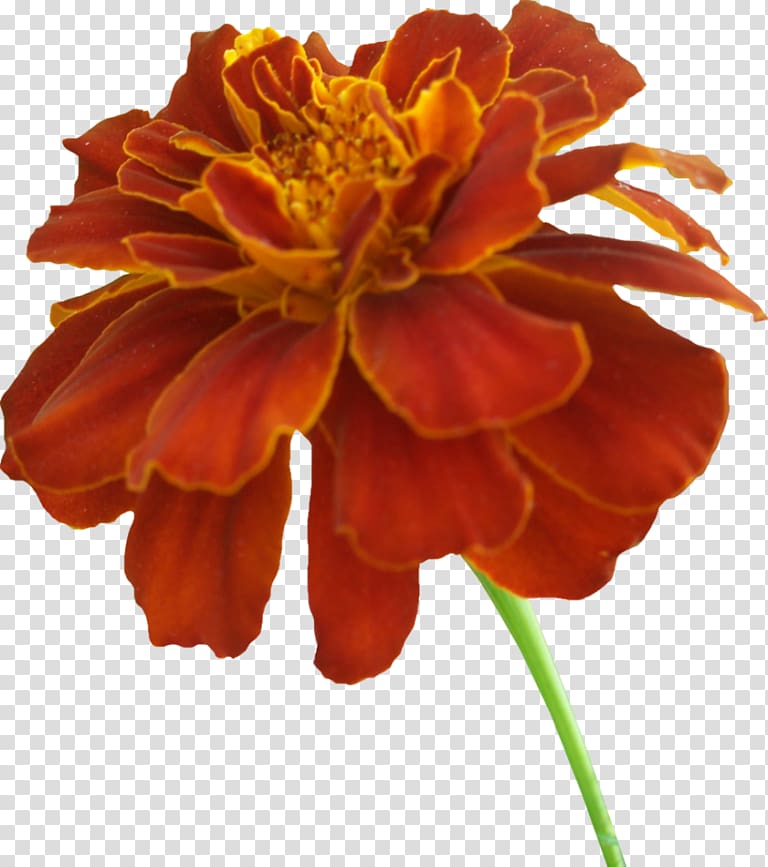 Mexican marigold , others transparent background PNG clipart