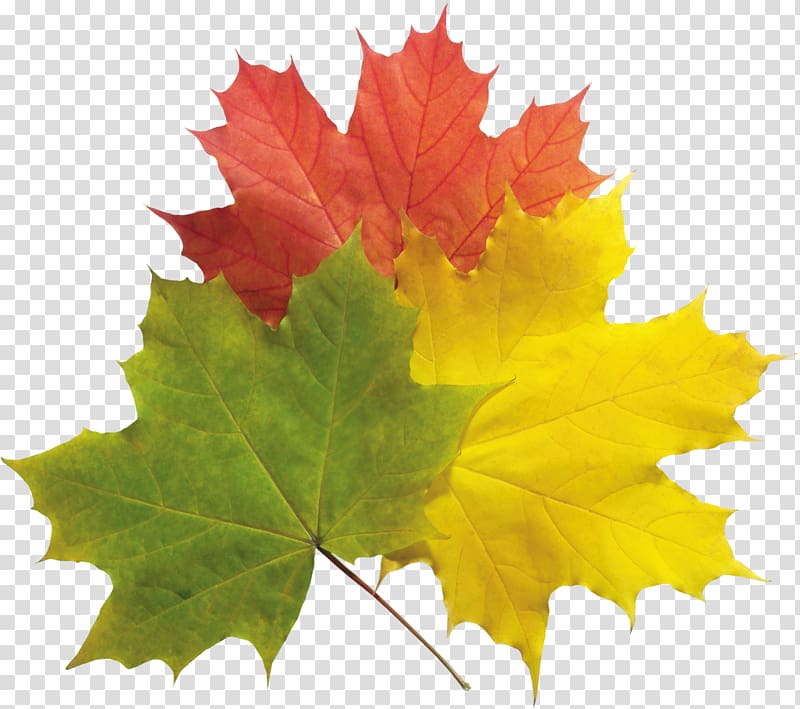 Autumn leaves transparent background PNG clipart