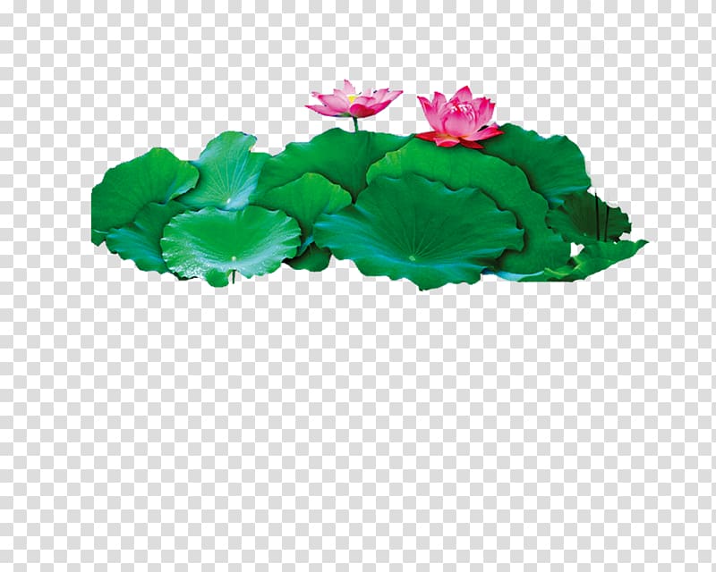 Nelumbo nucifera Nuciferine Lotus effect, lotus transparent background PNG clipart