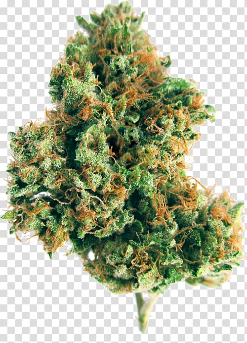 Kush Medical cannabis Herbicide Tetrahydrocannabinol, indica weed nuggets transparent background PNG clipart