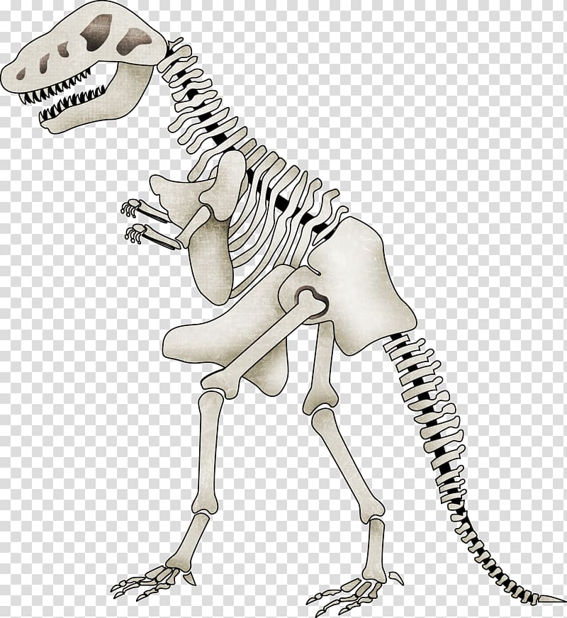 Tyrannosaurus Spinosaurus Skeleton Dinosaur , Cartoon dinosaur skeleton transparent background PNG clipart