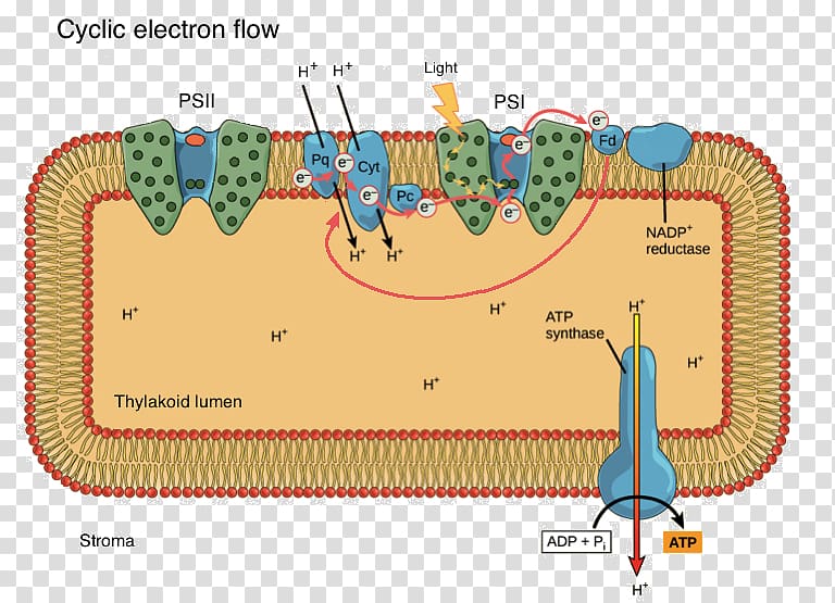 Thylakoid Light-dependent reactions Biological membrane Stroma, others transparent background PNG clipart