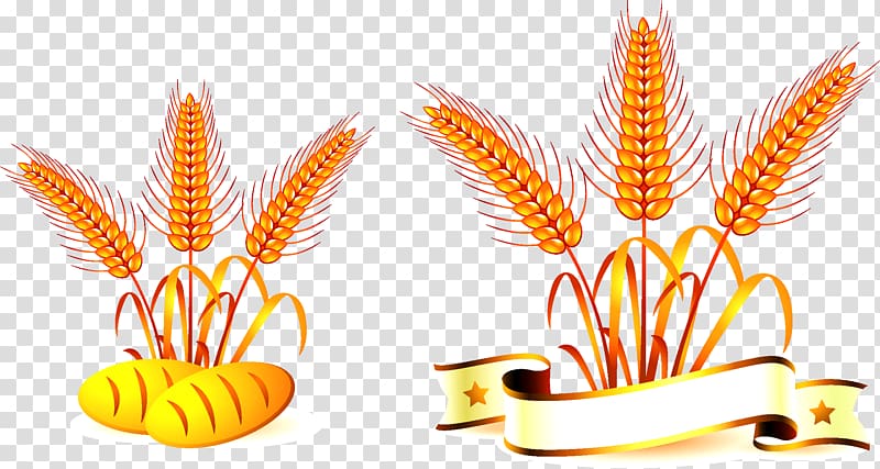 two yellow corns, Common wheat Oat Food, Wheat transparent background PNG clipart