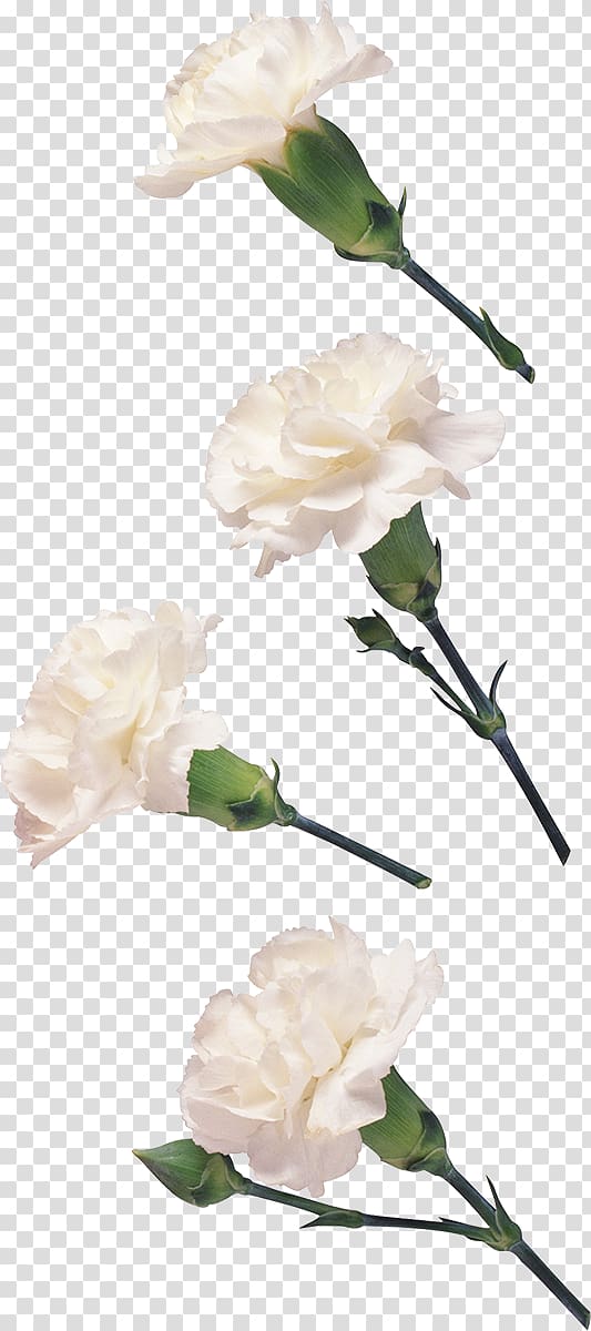 Garden roses Carnation Cut flowers Petal Floribunda, flower transparent background PNG clipart