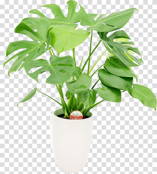 green leafed plant art, Houseplant Flowerpot Monstera Gift, monstera transparent background PNG clipart