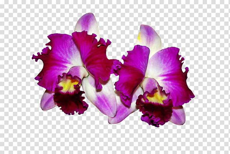 Cattleya orchids Guarianthe skinneri Flower, flower transparent background PNG clipart