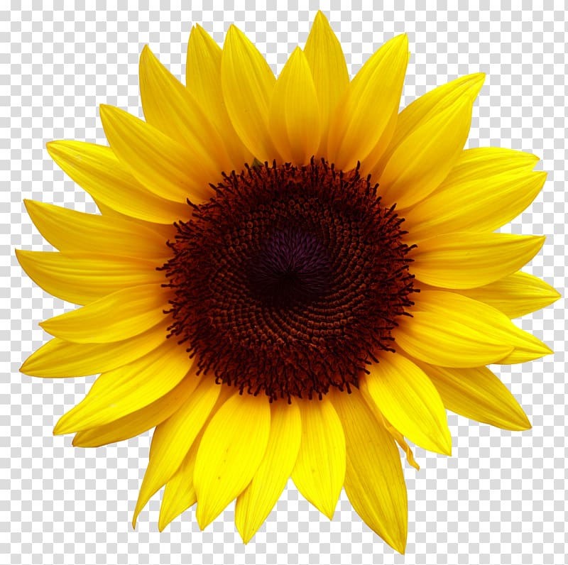 Download Yellow sunflower, Common sunflower Sunflower seed, Golden ...