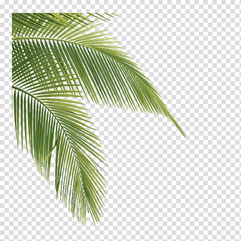 Coconut tree leaves animated illustration, Leaf Asian palmyra palm ...