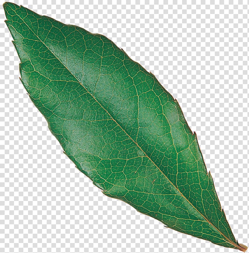 Plant Leaf, eucalyptus leaf transparent background PNG clipart