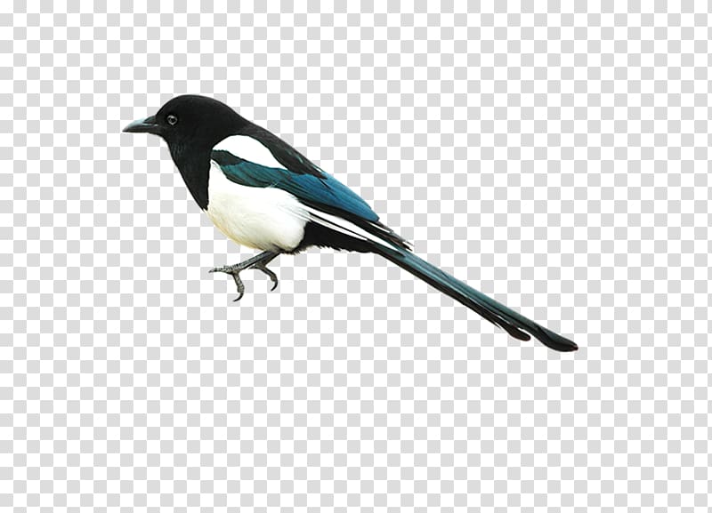 Eurasian Magpie Bird , Bird transparent background PNG clipart