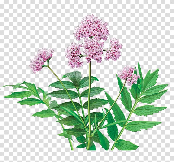 Herbal tea Dietary supplement Valerian, herb transparent background PNG clipart