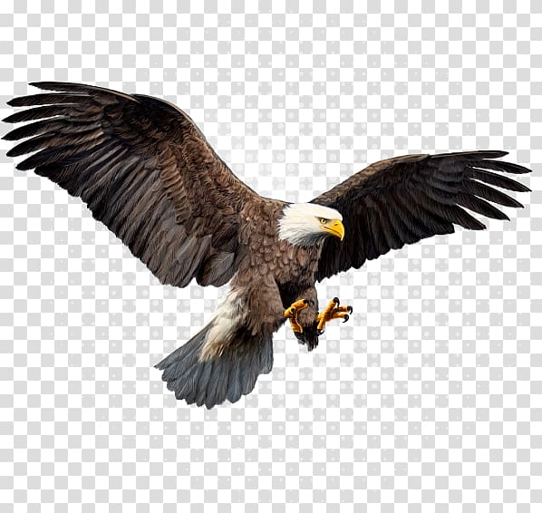 Bald Eagle Advertising agency Lamon Media Group Hawk, others transparent background PNG clipart