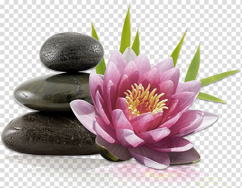 pink lotus flower near stones, Well-being Massage Hammam Naturopathy Health, health spa transparent background PNG clipart