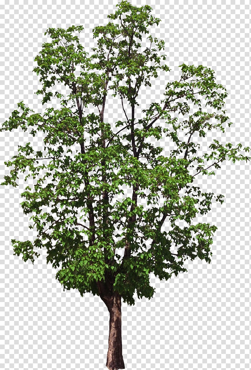 Tree Computer Software, bushes transparent background PNG clipart