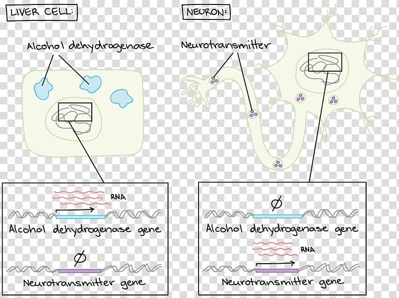 Cell cycle Worksheet Mitosis Paper, others transparent background PNG clipart