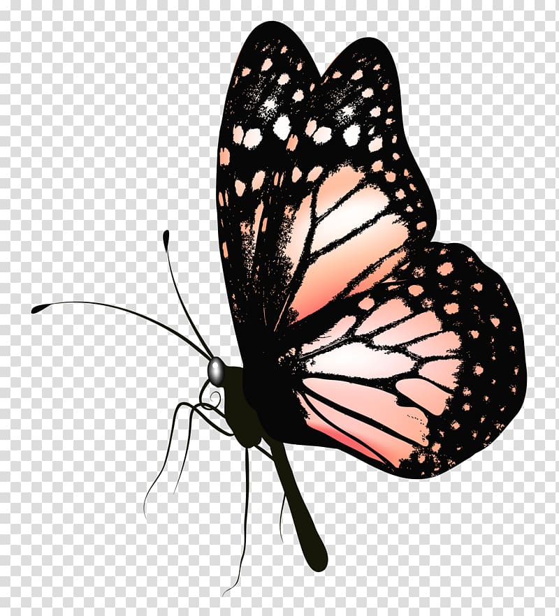 Butterfly , Butterfly , pink and black butterfly transparent background PNG clipart