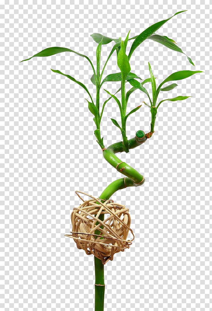 Lucky bamboo Bamboe Leaf Ornamental plant, Lucky Lucky Bamboo transparent background PNG clipart