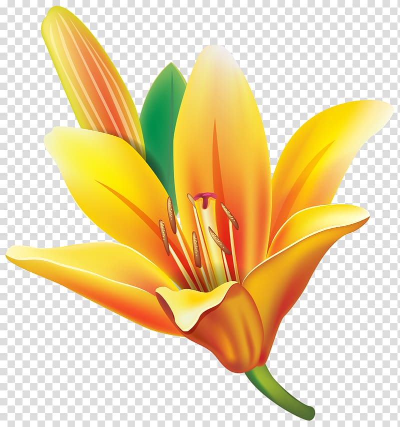 Easter lily Flower Yellow , flower transparent background PNG clipart
