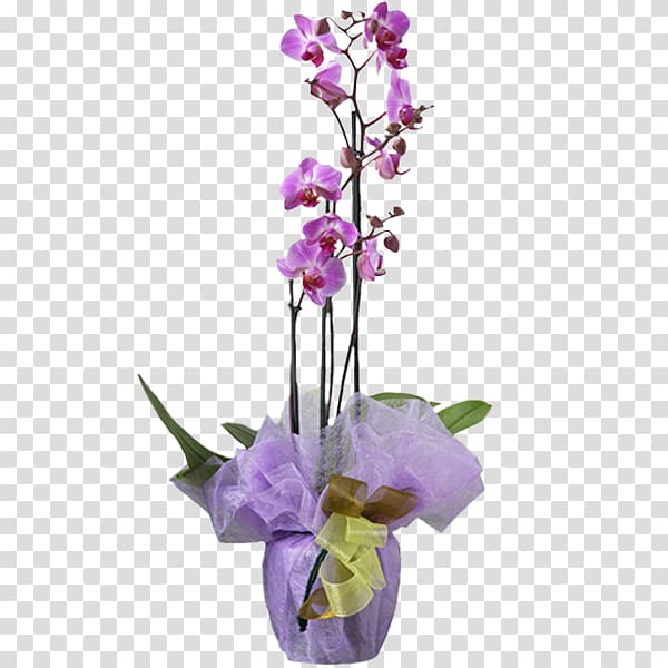 Moth orchids Flower Plant Dendrobium, flower transparent background PNG clipart