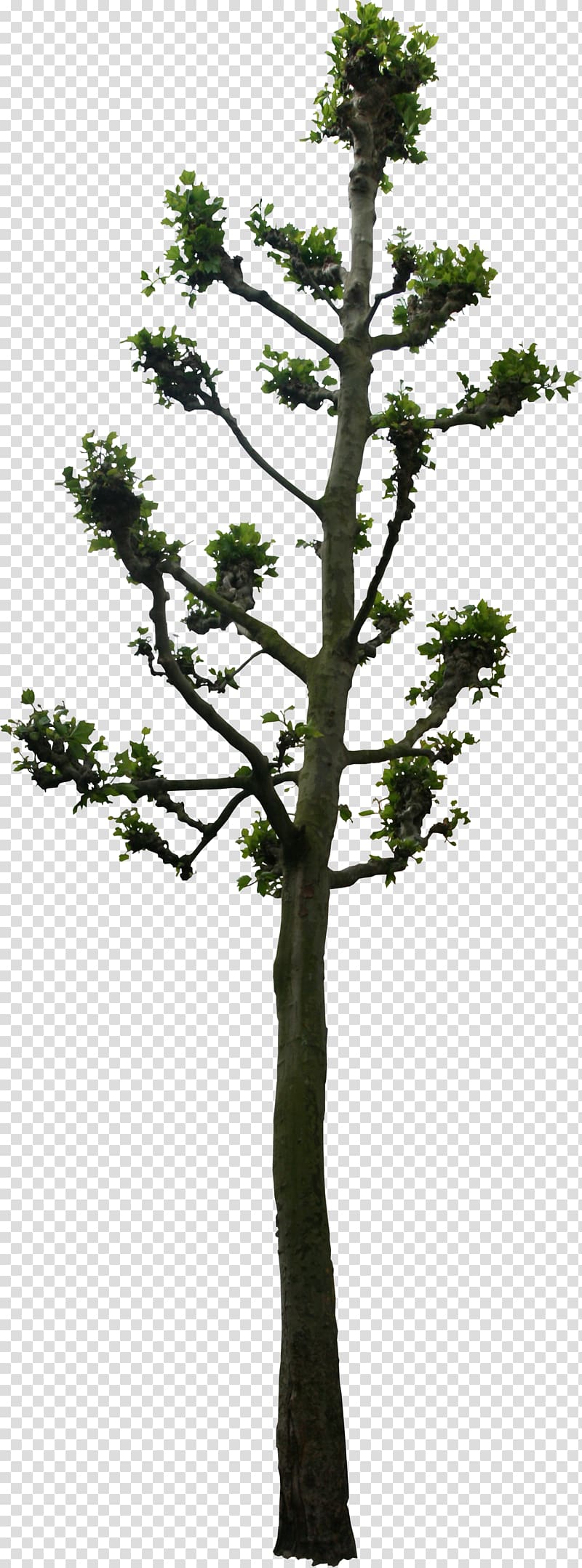 Tree Woody plant Lindens 3D computer graphics, tree transparent background PNG clipart