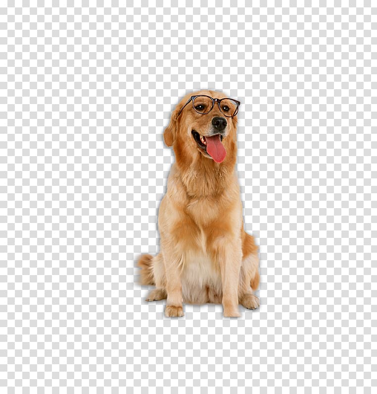 adult golden retriever sitting on ground while showing his tongue, Golden Retriever Labrador Retriever Poodle Bichon Frise The Intelligence of Dogs, Golden Retriever dog transparent background PNG clipart