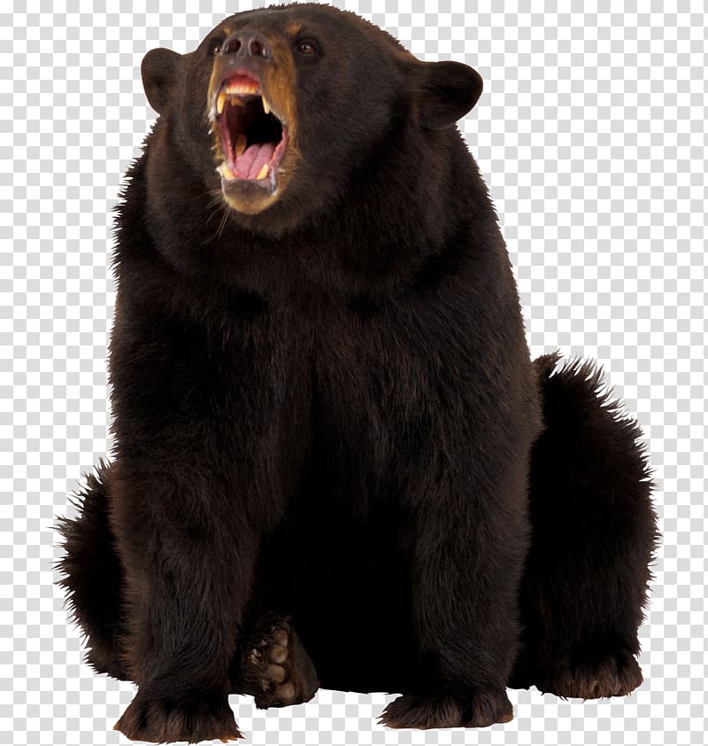 American black bear , Grizzly bear material transparent background PNG clipart