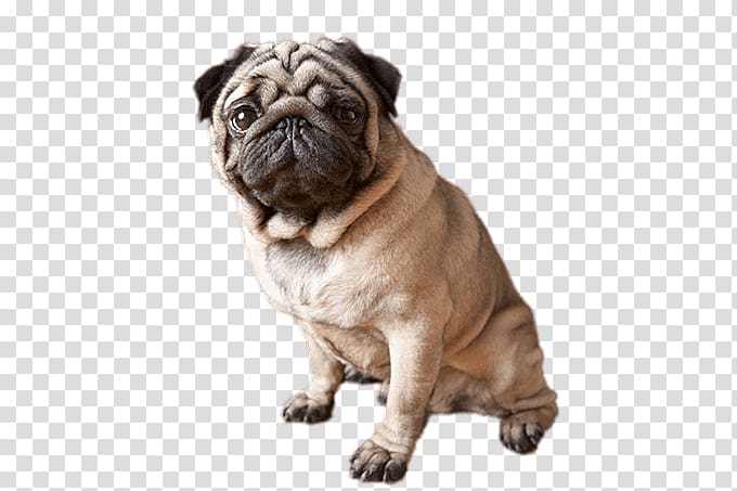 adult fawn pug, Sitting Pug transparent background PNG clipart