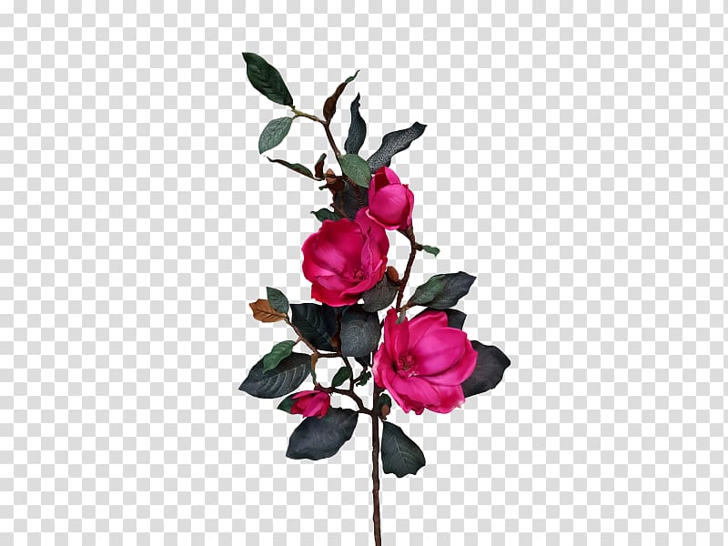 Cut flowers Garden roses Plant, pink magnolia transparent background PNG clipart