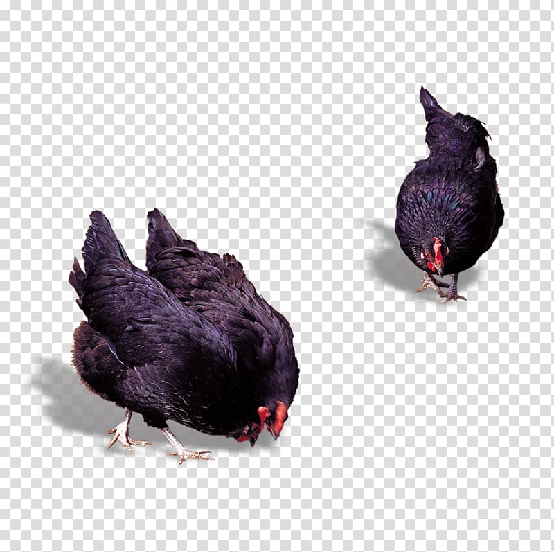 Chicken meat Rooster Poultry, cock transparent background PNG clipart