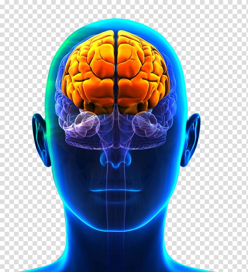 Prefrontal cortex Frontal lobe Cerebral cortex Lobes of the brain, Brain transparent background PNG clipart