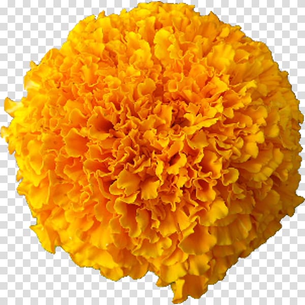 Marigold Cut flowers Afro Calendula officinalis, marigold transparent background PNG clipart