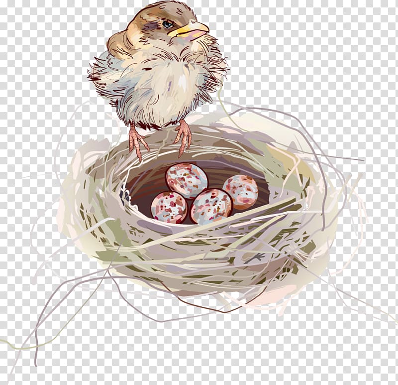 brown sparrow bird perching on nest with eggs illustration, Edible birds nest Swallow, bird nest transparent background PNG clipart