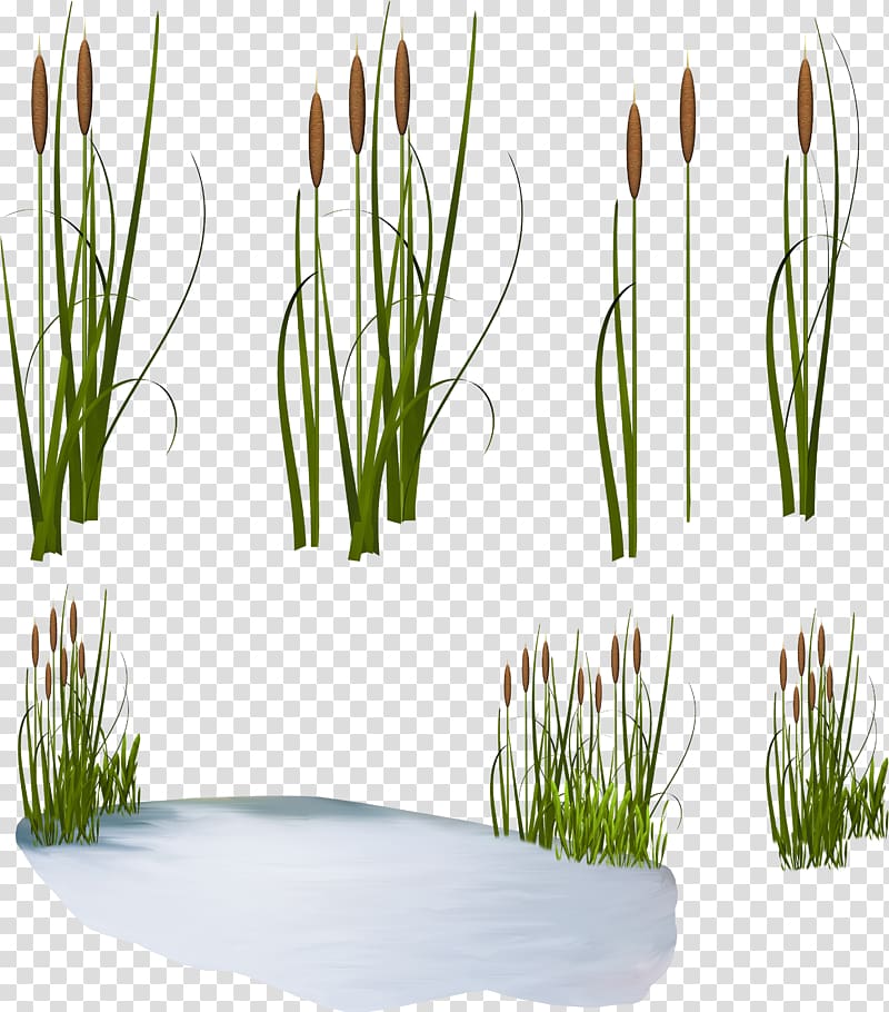 Scirpus Common reed , green watercolor transparent background PNG clipart