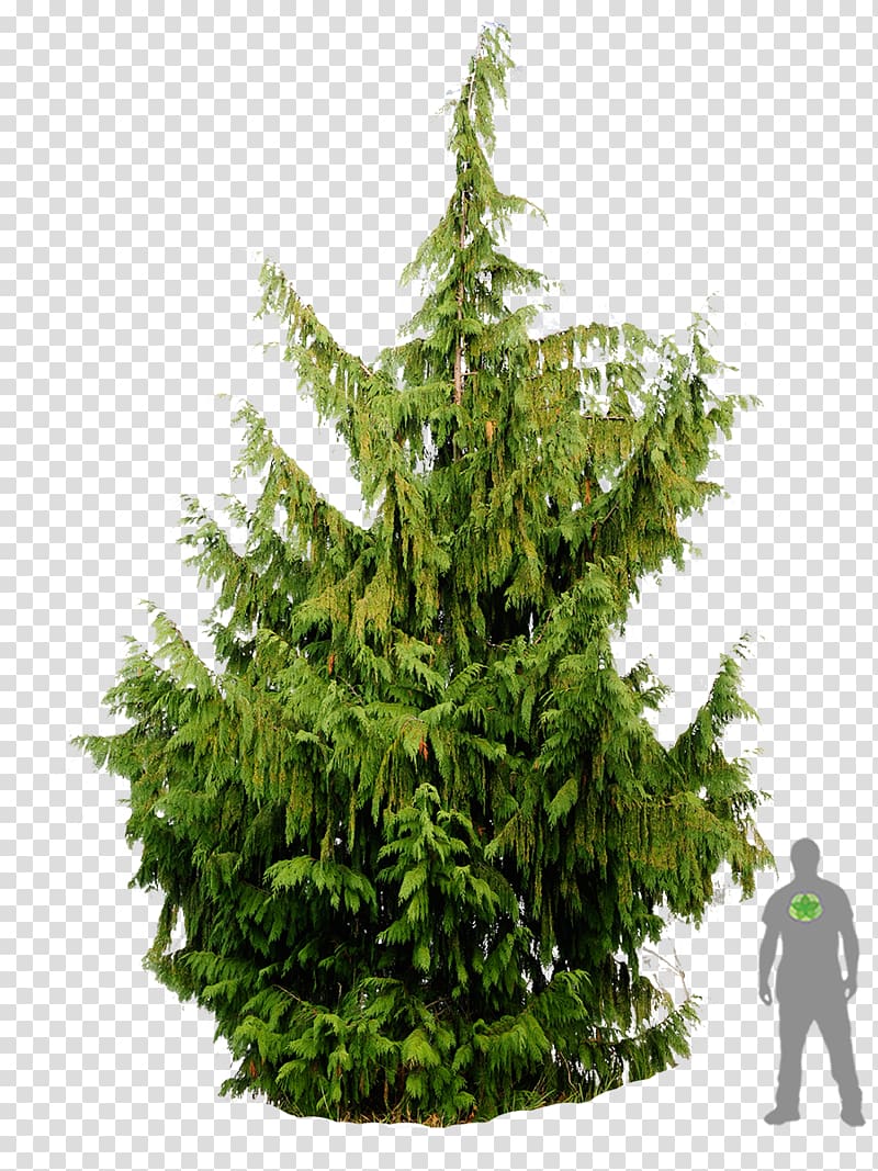 Spruce Christmas tree Fir Pine Cupressus nootkatensis, christmas tree transparent background PNG clipart