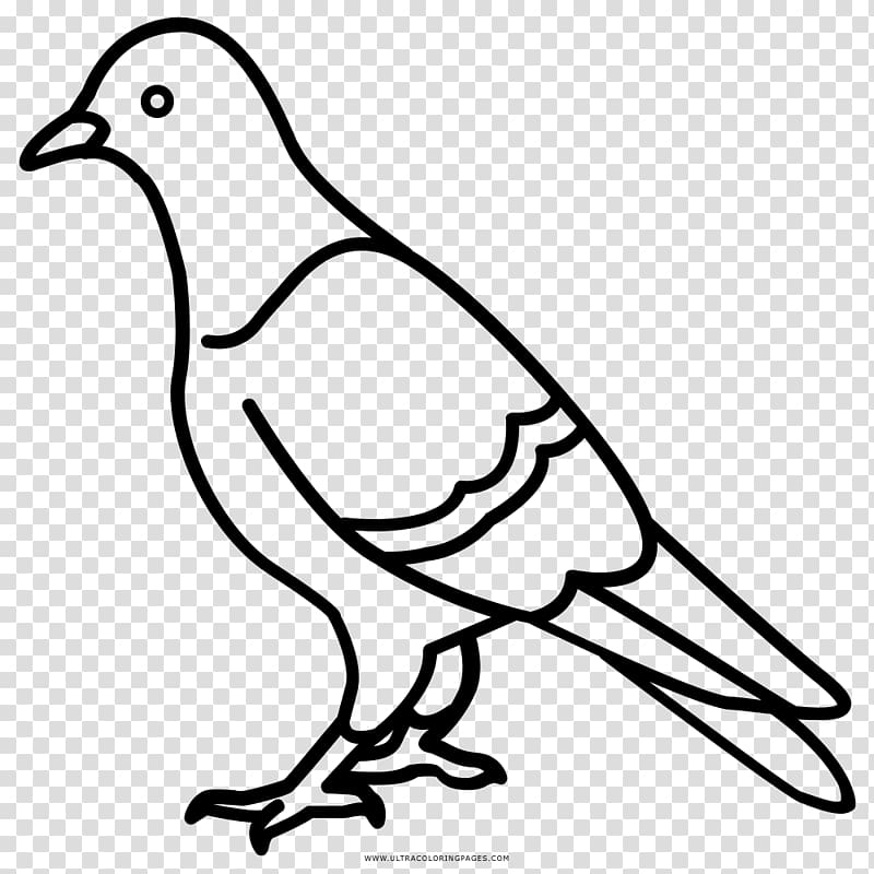 Rock dove Columbidae Drawing Coloring book, Chocolate bite transparent background PNG clipart