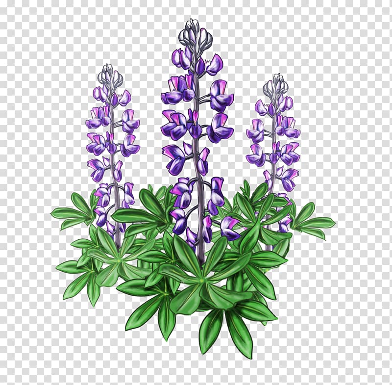 Lupine Bluebonnet Alaska Plant Violet, flower garden transparent background PNG clipart
