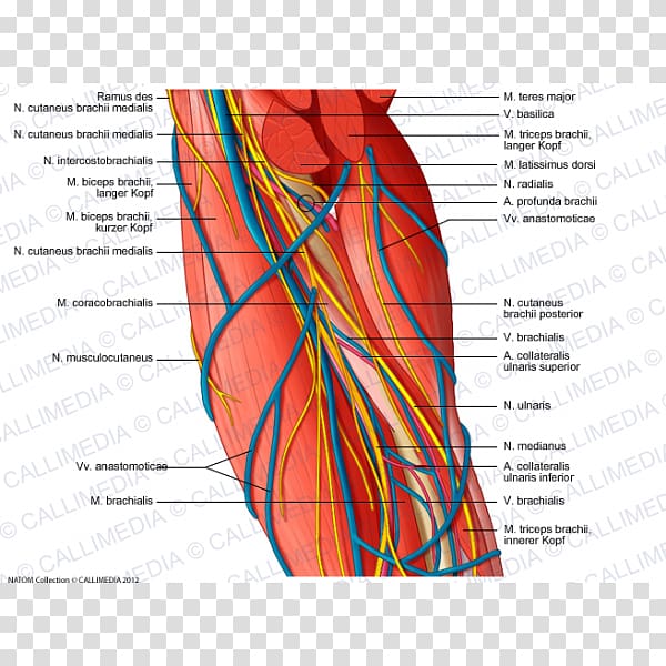 Brachial artery Augšdelms Arm Ulnar nerve, arm transparent background PNG clipart