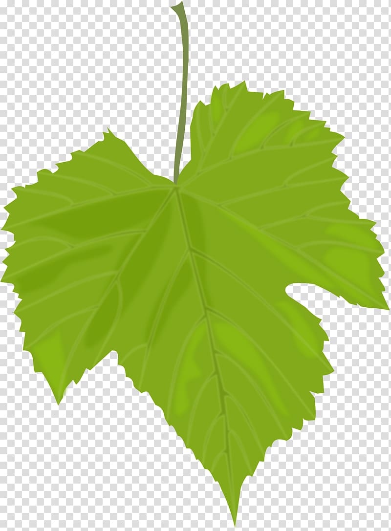 Common Grape Vine Wine Dolma Grape leaves Greek cuisine, Green leaf transparent background PNG clipart