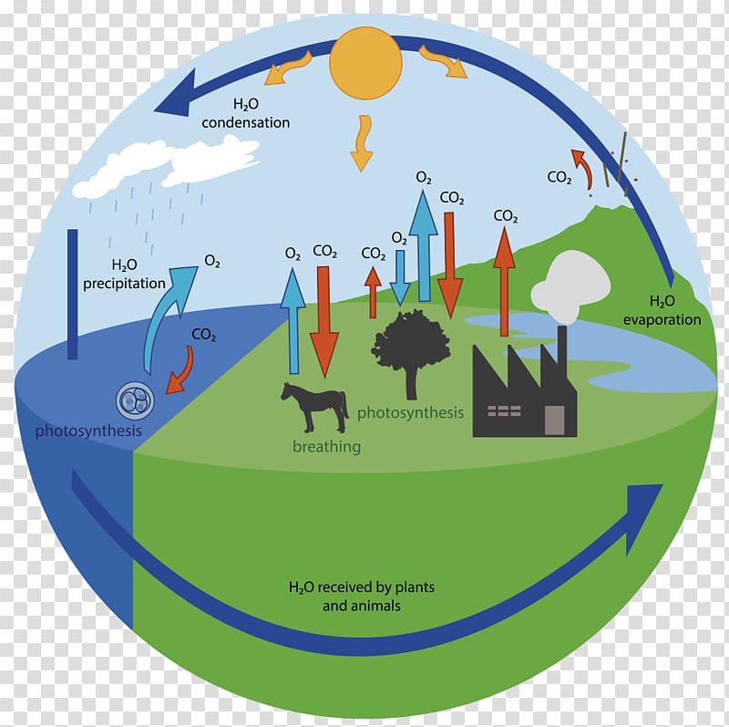 Oxygen cycle Carbon cycle Water cycle Biogeochemical cycle, water transparent background PNG clipart