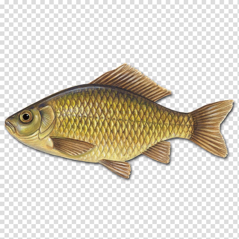 Common bream Carp Fish Rudd Perch, fisk transparent background PNG clipart