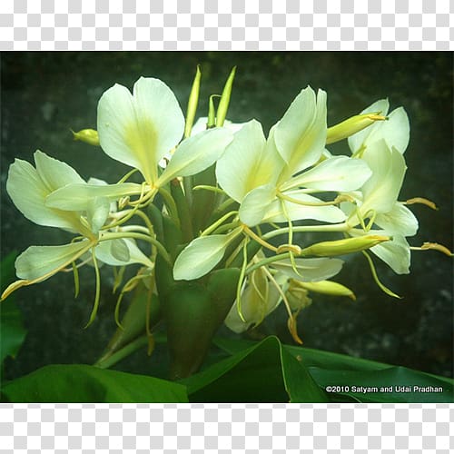 Hedychium coronarium Hedychium coccineum Hedychium flavescens Kahili ginger, ginger transparent background PNG clipart