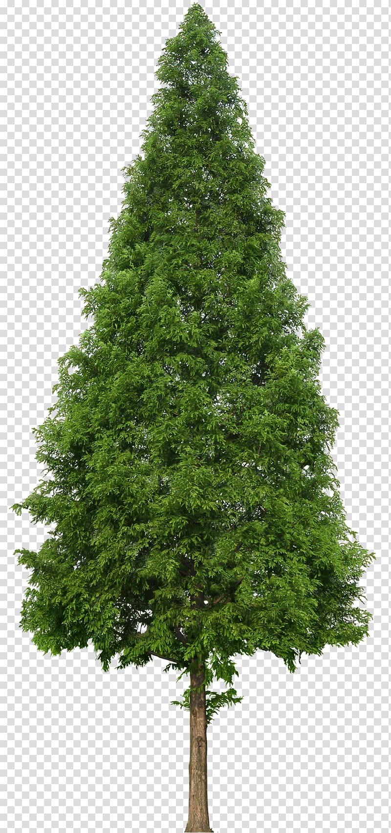 green tree, Evergreen Tree Douglas fir, trees transparent background PNG clipart