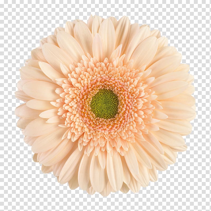 Transvaal daisy Cut flowers Chrysanthemum Double-flowered, flower transparent background PNG clipart