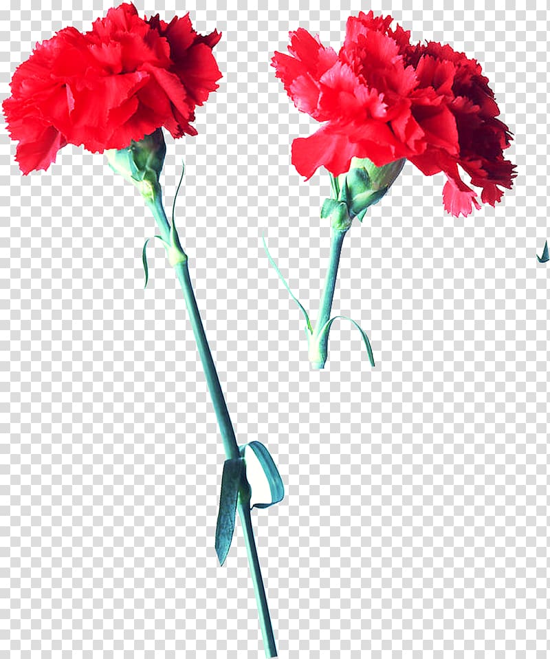 Carnation 17. u0421u0431u043eu0440u043du0438u043a u0440u0430u0441u0441u043au0430u0437u043eu0432 Flower Red , Chinese rose transparent background PNG clipart